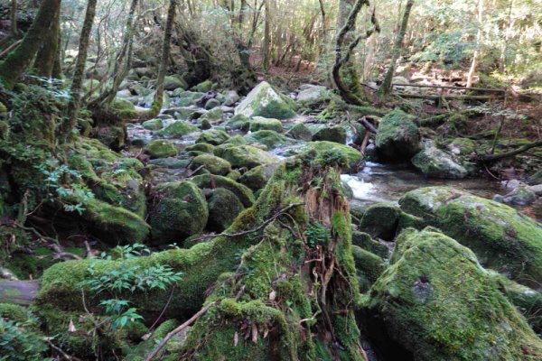 楠川歩道：沢が見える