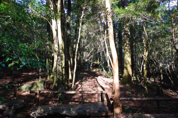 楠川歩道：沢を渡ると平坦な道