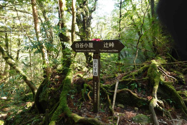 苔むす森(6)：道標がありました