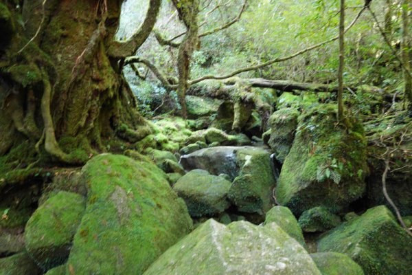 苔むす森(7)