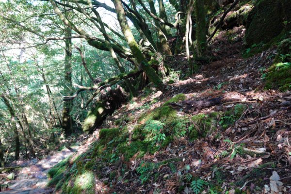 楠川歩道：何となく変？