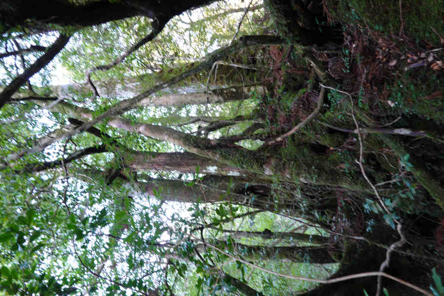 楠川歩道：切り株から次世代が